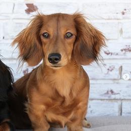 Farron - Dachshund