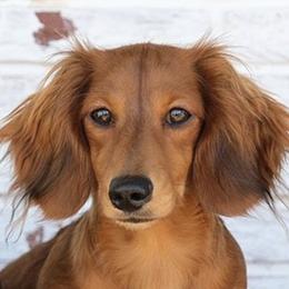 Farron - Dachshund