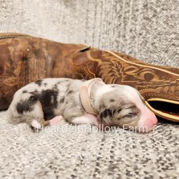 Girl 2 - Blue merle Australian Shepherd puppy in West Virginia from Heartfelt Hollow Farm