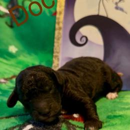 Doc Finklestein (Doc) - Phantom male Poodle puppy in Norman, Oklahoma from ShowME Miniature Poodles
