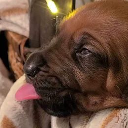 Girl 6 - Rd whtn blk nose Rhodesian Ridgeback puppy in Cary, Illinois from Blyde River Rhodesian Ridgebacks