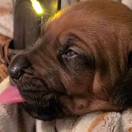 Girl 6 - Rd whtn blk nose Rhodesian Ridgeback puppy in Cary, Illinois from Blyde River Rhodesian Ridgebacks