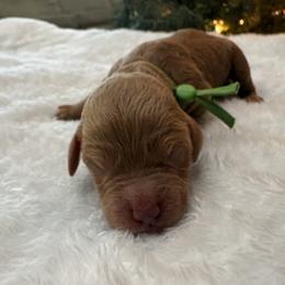 Tiffany - Red  female Poodle puppy in Vilonia, Arkansas from Donna’s Pretty Poodles