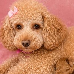 Goldendoodles from Lorel Bryant