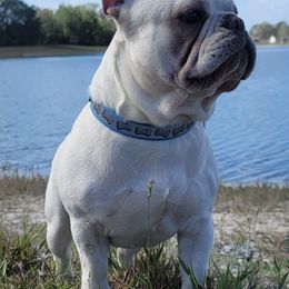 French Bulldogs from Phenomenal Frenchies