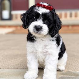 Red collar - Fluffy - Black and white female Cockapoo puppy in Mt Bethel, Pennsylvania from Stasia’s Cutiepoos