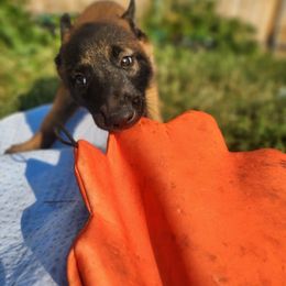 Belgian Malinois and Labrador Retriever Puppies from Wings of Freedom Retrievers and Malinois