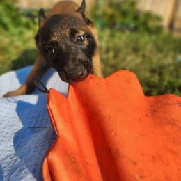 Belgian Malinois and Labrador Retriever Puppies from Wings of Freedom Retrievers and Malinois