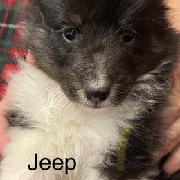 Shetland Sheepdog Puppies from MacGregor Shelties