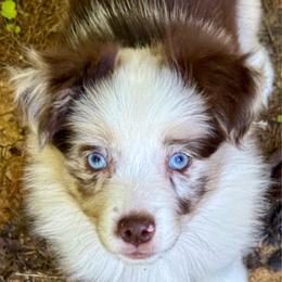 D'arcy - Red merle female Miniature Australian Shepherd puppy in Patterson, North Carolina from DreamLine Aussies