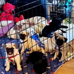 Pugs from Pug Place Phoenix