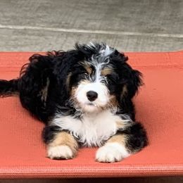 Dayton - Bernedoodle