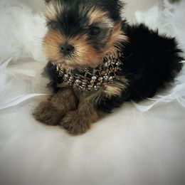 Yorkshire Terrier Puppies from Suzi Wilkerson