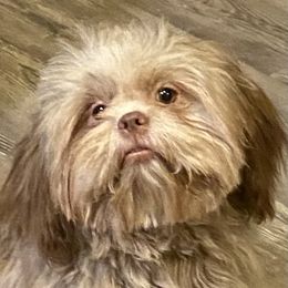 Winnifred - Shih Tzu