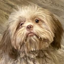 Winnifred - Shih Tzu