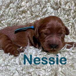 Nessie - Red female Cavapoo puppy in Chelan, Washington from North Cascades Doodles