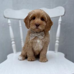 Pebble - Caramel female Australian Labradoodle puppy in Belding, Michigan from Rutu Australian Labradoodles