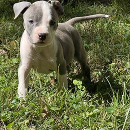 Tupac - Blue male American Staffordshire Terrier puppy in Monroe, Georgia from Irresistibull Staffords