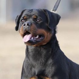 Rottweilers and Yorkshire Terriers from TK Yorkies & Rotties