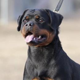 Rottweilers and Yorkshire Terriers from TK Yorkies & Rotties
