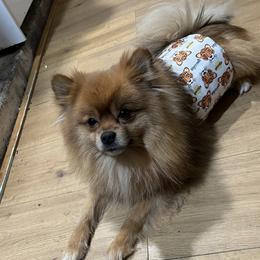 Hercules - Red sable male Pomeranian puppy in Wapato, Washington from Ruby’s Pomeranians