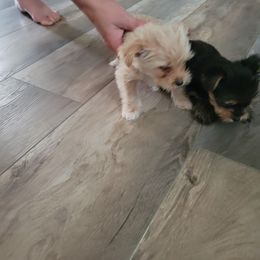 Yorkshire Terrier Puppies from Southeast Virginia Yorkies