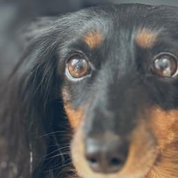 Summer - Dachshund