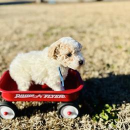 George Harrison - Parti male Poodle puppy in Dunn, North Carolina from Sandy Creek Kennels