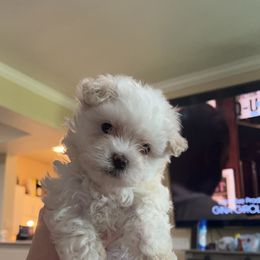 Maltese Puppies from Alisa’s Maltese