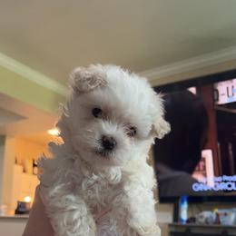 Maltese Puppies from Alisa’s Maltese