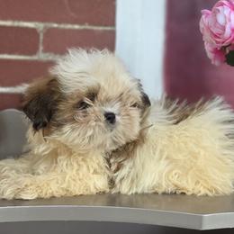 Shih Tzus from Aliah puppy boutique