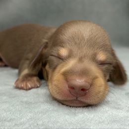 Male 1 - Chocolate and tan male Dachshund puppy in Birmingham, Alabama from LongBottomDachshunds