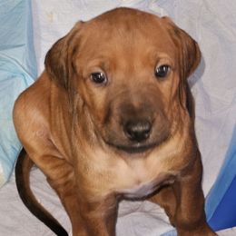 Female puppy - Rd whtn blk nose female Rhodesian Ridgeback puppy in Caldwell, Idaho from Haley Gross's 	Rhodesian Ridgebacks and Minature Pinchers