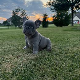 SLATE aka STITCH 4000 - Tricolors male French Bulldog puppy in Blue Ridge, Texas from Beason’s HomeGrown Frenchies