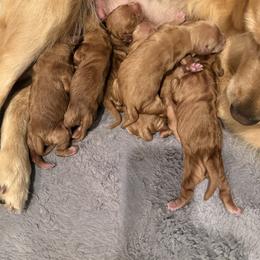 Pick 2 for boy - Dark golden male Golden Retriever puppy in Petaluma, California from Contango Goldens