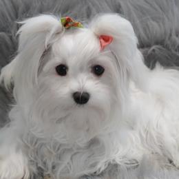 Maltipoo puppies from Imperial Dogs