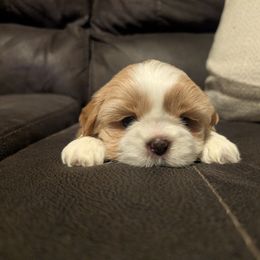 Princess Penelope - Cream and white female Shih Tzu puppy in Poultney, Vermont from Morgan's Shih Tzus