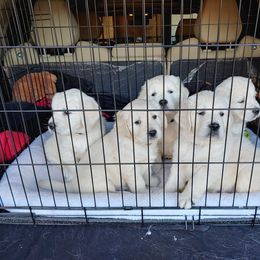 Golden Retriever Puppies from Dewbury Dream Goldens
