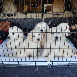Golden Retriever Puppies from Dewbury Dream Goldens