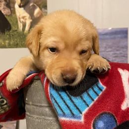 Labrador Retrievers from Shade Tree Kennels LLC
