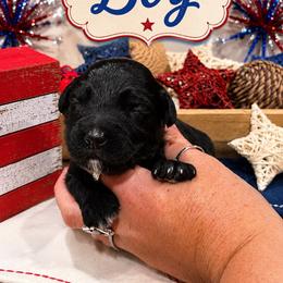 Kayce - Black and white male Aussiedoodle puppy in Abbeville, South Carolina from Double E Doodles
