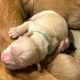 Green collar - Golden male Golden Retriever puppy in Indianapolis, Indiana from ZuGolden Retrievers & Doodles