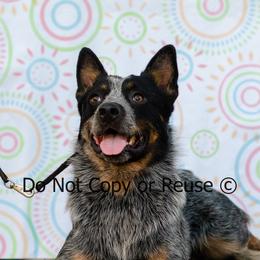 Raptor - Blue male Australian Cattle Dog puppy in Fairview, Oklahoma from Flying D
