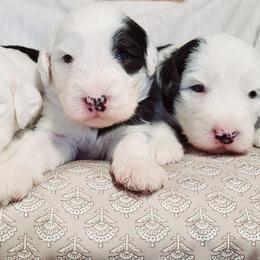 Male puppies - Gray and white male Old English Sheepdog puppy in Smallett, Missouri from Chasin Angus Sheepdogs