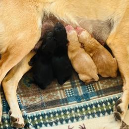 Yellow Male - Yellow male Labrador Retriever puppy in Lyman, Nebraska from Ruzicka Family Labradors LLC
