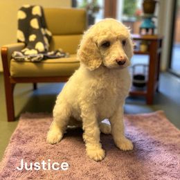 Justice - White female Poodle puppy in Washington, Pennsylvania from Patriotic Poodles