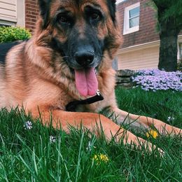 German Shepherd All Grown Up from Harry's Pack