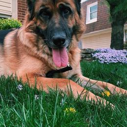 German Shepherd All Grown Up from Harry's Pack