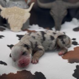 Normande - Blue merle female Miniature Australian Shepherd puppy in Cave Creek, Arizona from Arizona Aussies