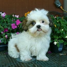 Tori - Red and white female Shih Tzu puppy in Wild Rose, Wisconsin from Sorenson's Shih-tzus